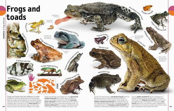 The Animal Book: A Visual Encyclopedia of Life on Earth