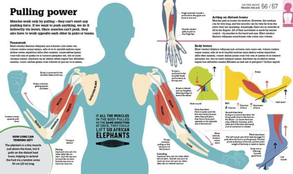 How the Body Works: The Facts Simply Explained