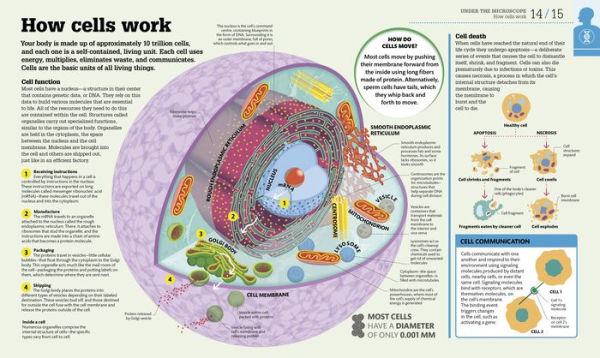 How the Body Works: The Facts Simply Explained