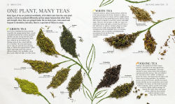 Alternative view 2 of The Tea Book: Experience the World's Finest Teas, Qualities, Infusions, Rituals, Recipes