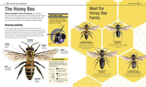 The Bee Book: Discover the Wonder of Bees and How to Protect Them for Generations to Come