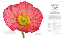 Alternative view 2 of The Flower Book: Let the Beauty of Each Bloom Speak for Itself
