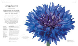 Alternative view 3 of The Flower Book: Let the Beauty of Each Bloom Speak for Itself
