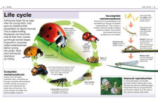 Alternative view 2 of Pocket Genius Bugs: Facts at Your Fingertips
