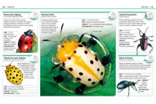 Alternative view 3 of Pocket Genius Bugs: Facts at Your Fingertips