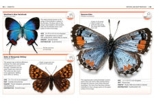 Alternative view 5 of Pocket Genius Bugs: Facts at Your Fingertips