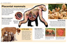 Alternative view 4 of Pocket Genius: Mammals: Facts at Your Fingertips