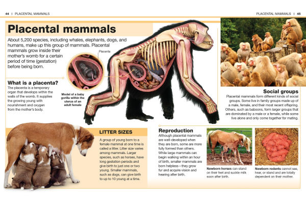 Pocket Genius: Mammals: Facts at Your Fingertips