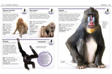 Alternative view 5 of Pocket Genius: Mammals: Facts at Your Fingertips