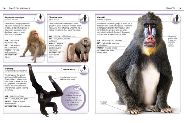 Pocket Genius: Mammals: Facts at Your Fingertips