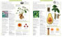 Alternative view 12 of Encyclopedia of Herbal Medicine: 550 Herbs and Remedies for Common Ailments