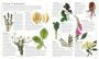 Alternative view 5 of Encyclopedia of Herbal Medicine: 550 Herbs and Remedies for Common Ailments
