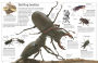 Alternative view 2 of Insect (DK Eyewitness Books Series)