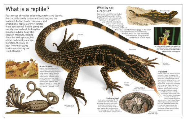 Reptile (DK Eyewitness Books Series0