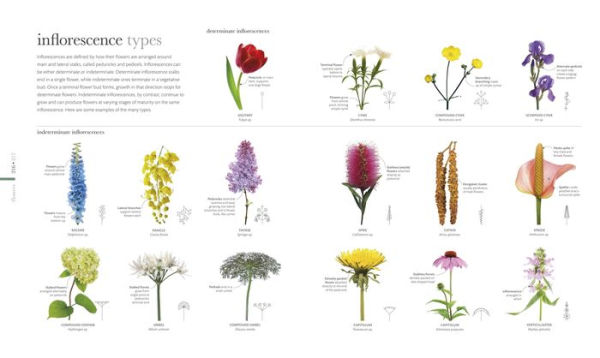 Flora: Inside the Secret World of Plants