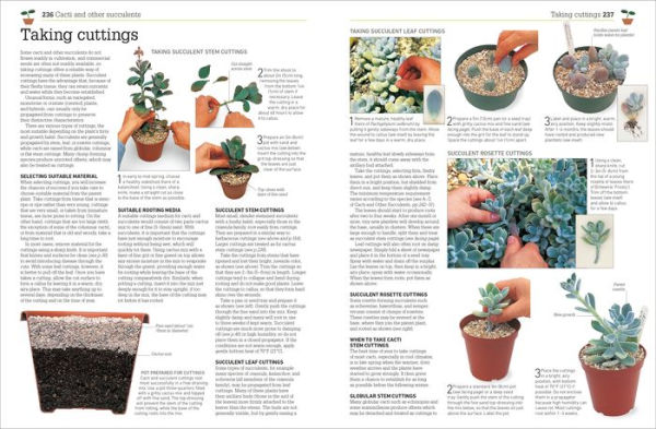 Propagating Plants: How to Create New Plants for Free