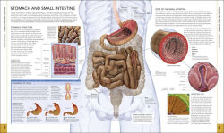 Alternative view 5 of The Human Body Book: An Illustrated Guide to its Structure, Function, and Disorders