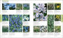 Alternative view 3 of Encyclopedia of Plants and Flowers