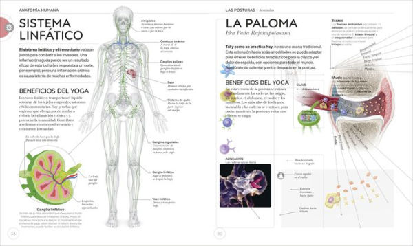 Anatomía del Yoga (Science of Yoga): Un estudio fisiológico postura a postura