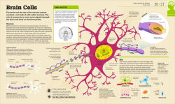 Alternative view 3 of How the Brain Works: The Facts Visually Explained