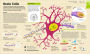 Alternative view 3 of How the Brain Works: The Facts Visually Explained