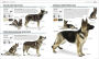 Alternative view 5 of The Complete Dog Breed Book, New Edition