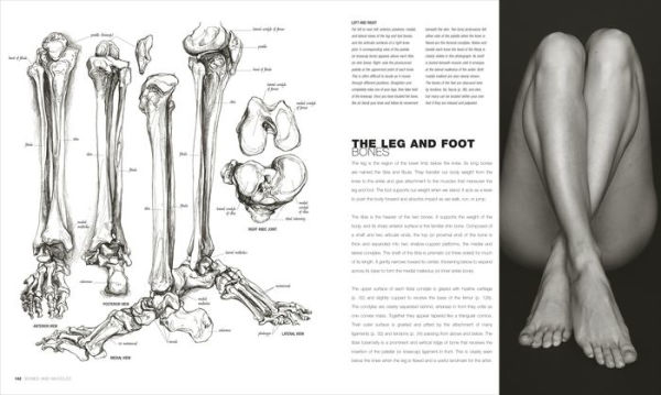 Anatomy for the Artist