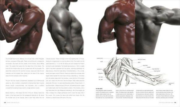 Anatomy for the Artist