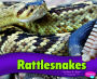 Rattlesnakes
