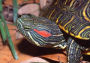 Alternative view 3 of Texas Turtles & Crocodilians: A Field Guide