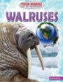 Walruses