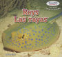 Rays / Las rayas