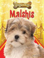 Malshis