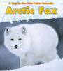 Arctic Fox