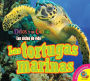 Las tortugas marinas