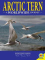 Arctic Terns : A Worldwide Journey