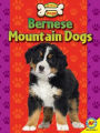 Bernese Mountain Dogs