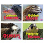 Birds of Prey