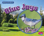 Blue Jays
