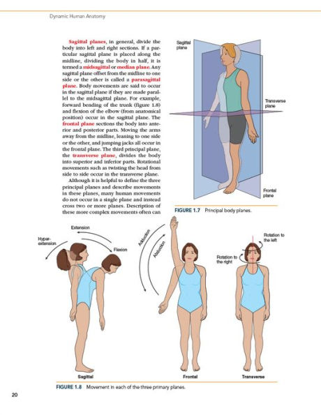 Dynamic Human Anatomy