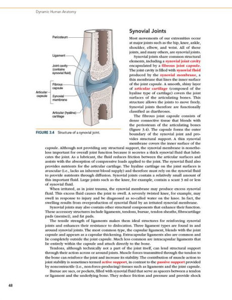 Dynamic Human Anatomy