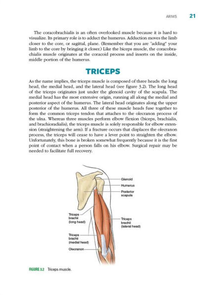 Cycling Anatomy