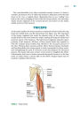 Alternative view 5 of Cycling Anatomy