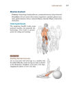Alternative view 3 of Triathlon Anatomy