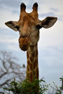 Cute Animal Journal #12: Giraffe (lined pages): 200 Page Journal