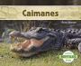 Caimanes