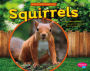 Squirrels