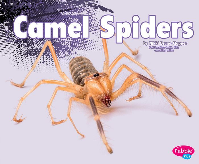 the biggest camel spider ever found