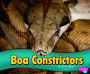 Boa Constrictors