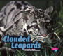 Clouded Leopards